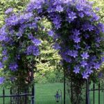 Cuáles son los tipos de plantas de Clematis y sus variedades