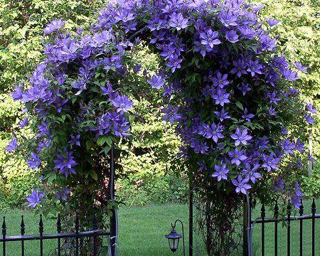Cuáles son los tipos de plantas de Clematis y sus variedades