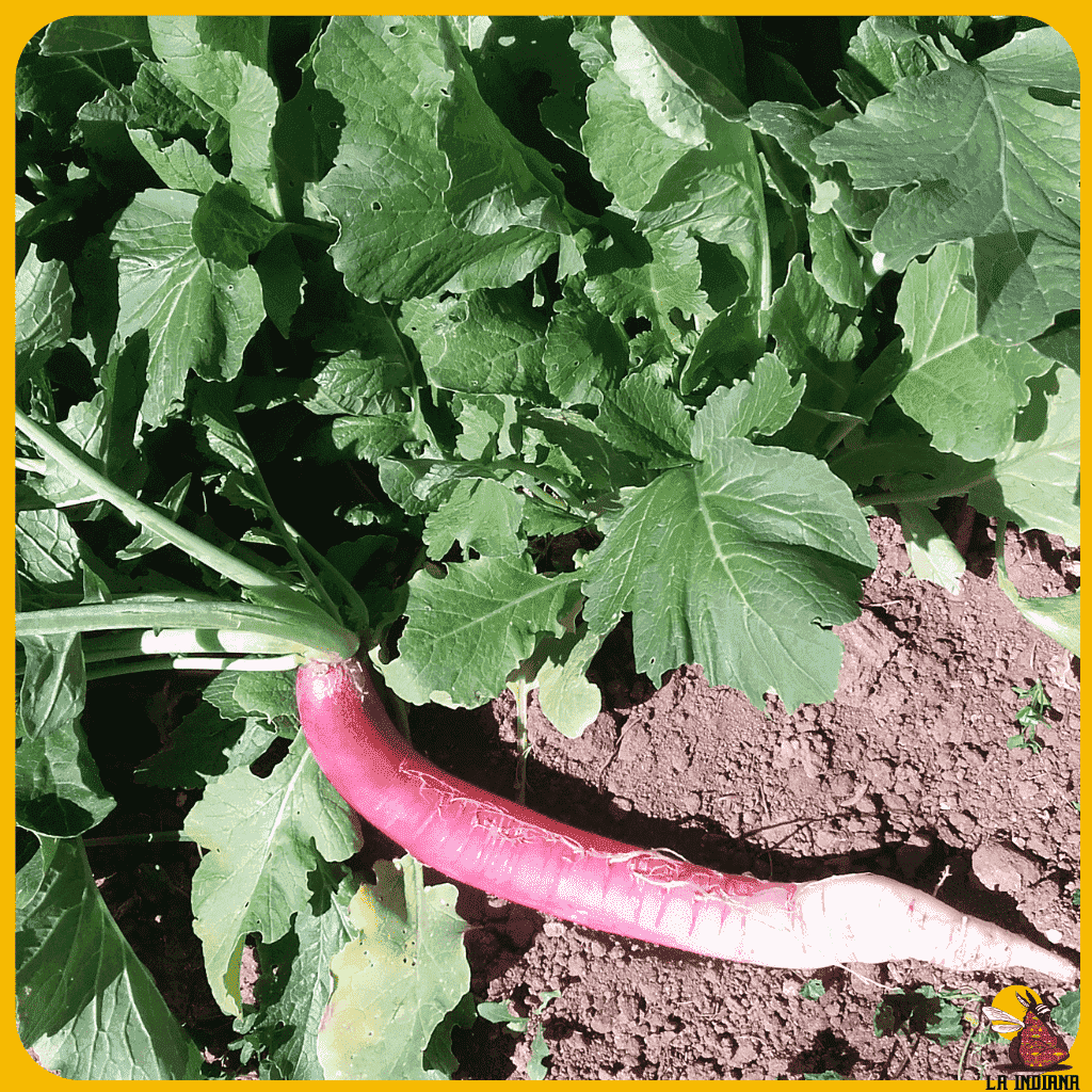 Cuáles son los tipos de rábanos que existen