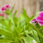 Cuáles son los usos del Clavel Chino en el jardín
