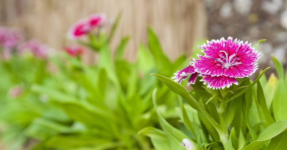 Cuáles son los usos del Clavel Chino en el jardín