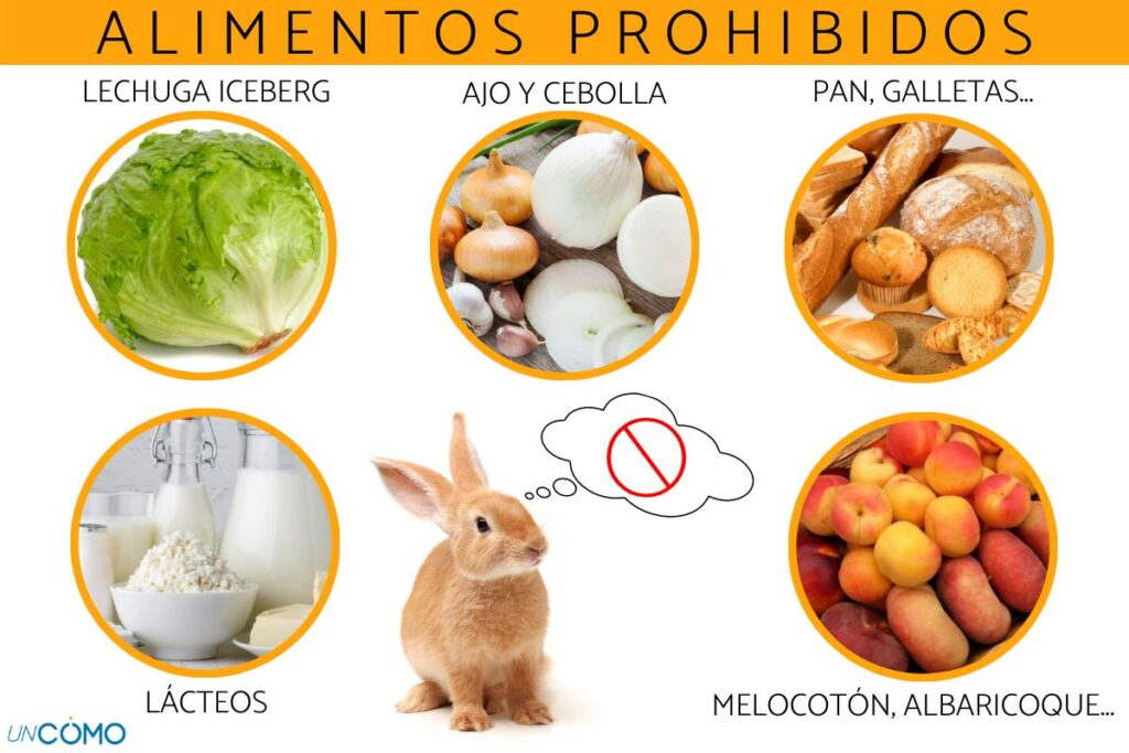 Cuáles son plantas que los conejos no suelen comer