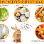 Cuáles son plantas que los conejos no suelen comer