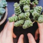 Cuáles suculentas son comestibles y cómo cultivarlas