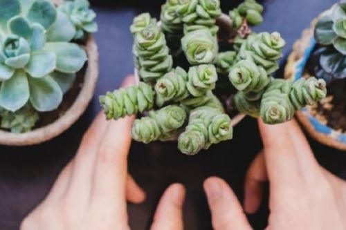 Cuáles suculentas son comestibles y cómo cultivarlas