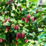 Cuándo es el mejor momento para cosechar loganberries