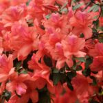 Cuándo es el mejor momento para trasplantar azaleas con éxito