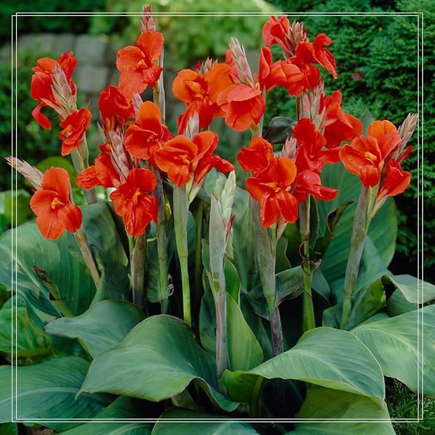 Cuándo es el mejor momento para trasplantar lirios de canna