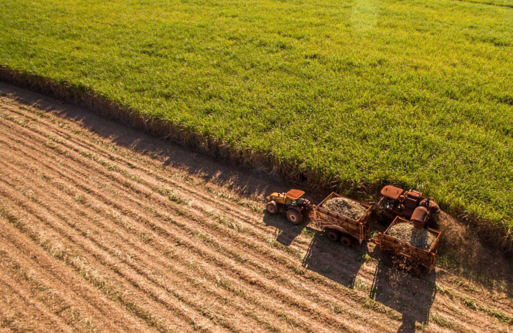 Cuándo es el momento adecuado para cosechar caña de azúcar