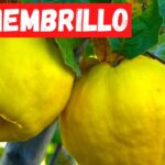 Cuándo es el momento adecuado para cosechar frutos de membrillo