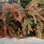 Cuándo es el momento adecuado para podar arbustos de cotoneaster