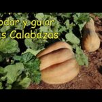 Cuándo es el momento adecuado para podar la planta de calabaza