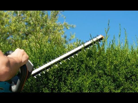 Cuándo es el momento adecuado para podar los cedros en el jardín