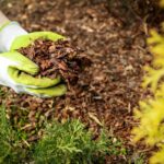 Cuándo es recomendable reemplazar el mantillo en jardines