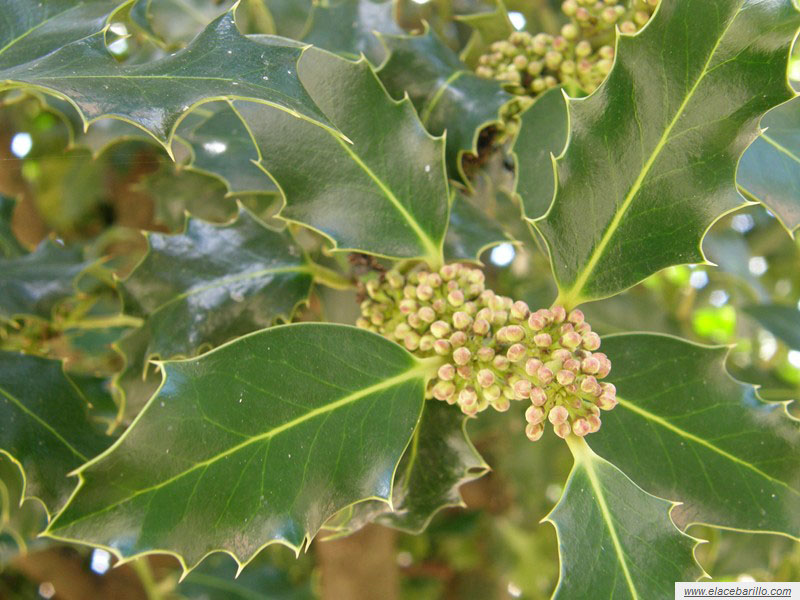 Cuándo florece y produce frutos el acebo