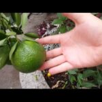 Cuándo florecen los árboles cítricos como limón, naranja y lima