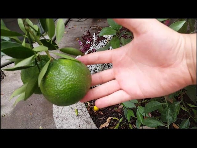 Cuándo florecen los árboles cítricos como limón, naranja y lima