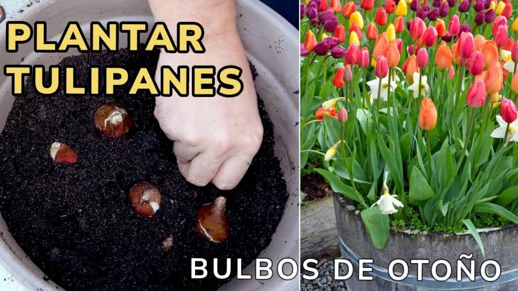 Cuándo plantar bulbos de tulipanes en la Zona 8