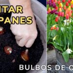 Cuándo plantar bulbos de tulipanes en la Zona 8