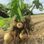 Cuándo plantar papas en otoño para cosecha tardía