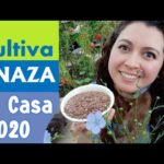 Cuándo recolectar semillas de lino en un jardín