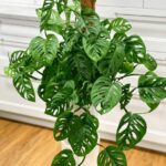 Cuándo repotar Monstera Swiss Cheese Plant