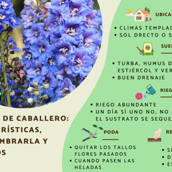 Cuándo sembrar semillas de Delphinium en casa