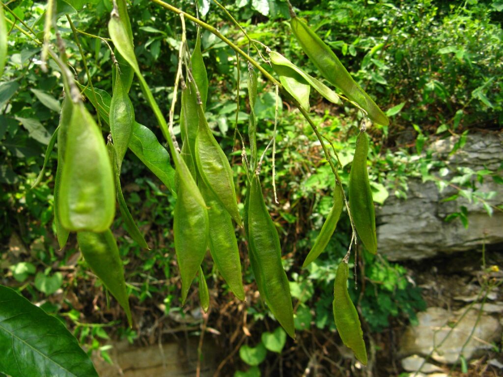 Cuándo tomar esquejes de Cladrastis para propagar