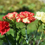 Cuándo y cómo adquirir claveles para tu jardín
