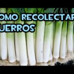 Cuándo y cómo cosechar puerros de manera adecuada