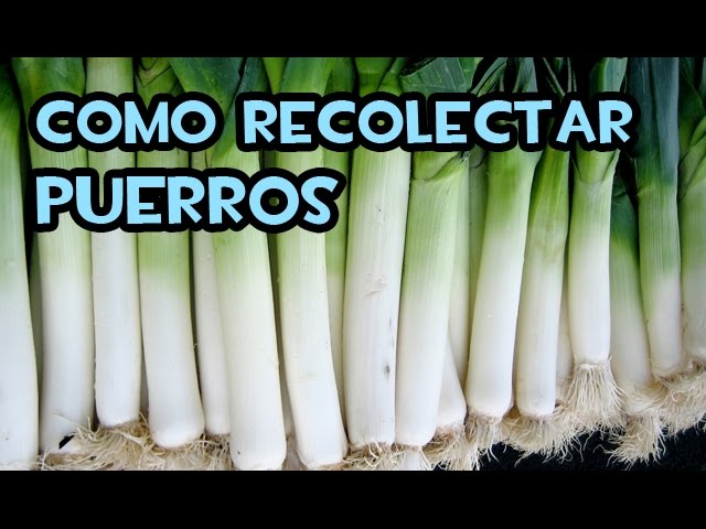 Cuándo y cómo cosechar puerros de manera adecuada