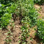 Cuándo y cómo cosechar trigo sarraceno a mano en el jardín