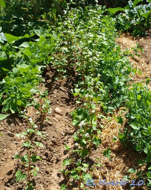 Cuándo y cómo cosechar trigo sarraceno a mano en el jardín