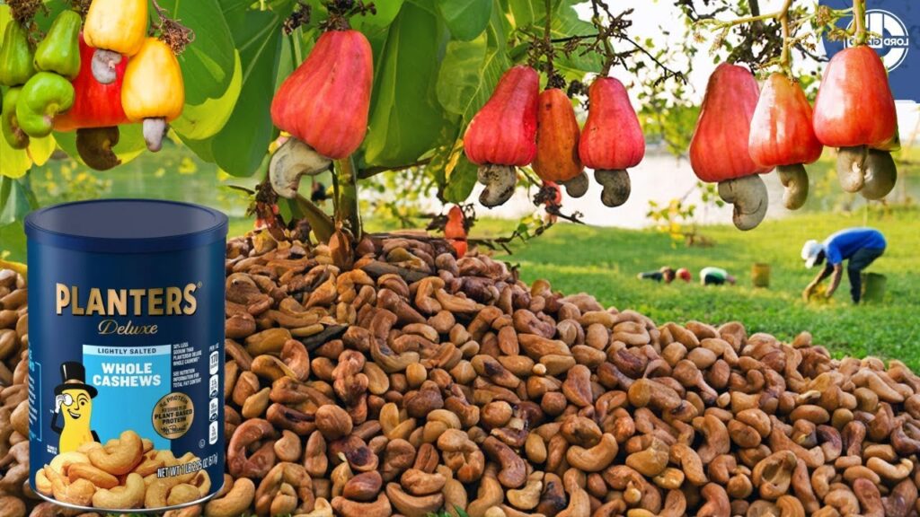 Cuándo y cómo es el proceso de cosecha de los anacardos