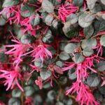 Cuándo y cómo es recomendable podar los loropetalum