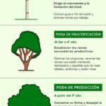 Cuándo y cómo es recomendable podar un árbol de membrillo