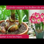 Cuándo y cómo se debe trasplantar un amaryllis correctamente