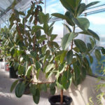Cuánta agua necesita un árbol de caucho para crecer adecuadamente