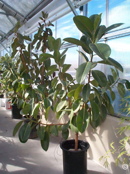 Cuánta agua necesita un árbol de caucho para crecer adecuadamente