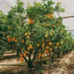 Cuánta agua necesitan los naranjos para un buen riego