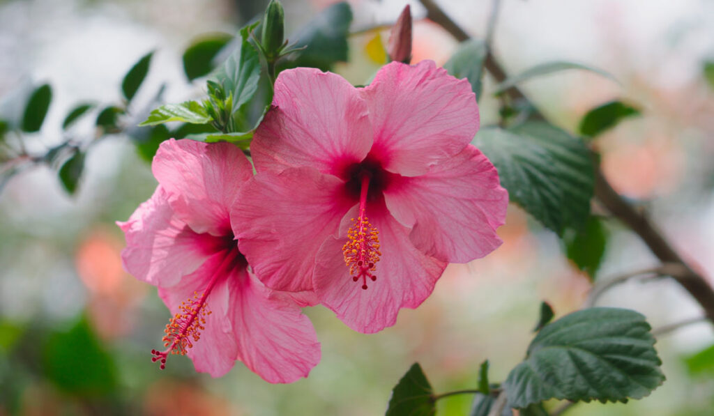 Cuánta luz necesita un hibisco para un buen crecimiento