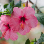 Cuánta luz necesita un hibisco para un buen crecimiento