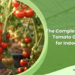 Cuánta luz necesitan los tomates para crecer adecuadamente