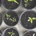 Cuántas semillas para una maceta con buen crecimiento