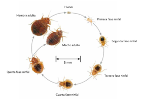 Cuánto tardan en eclosionar los huevos de chinche asesina