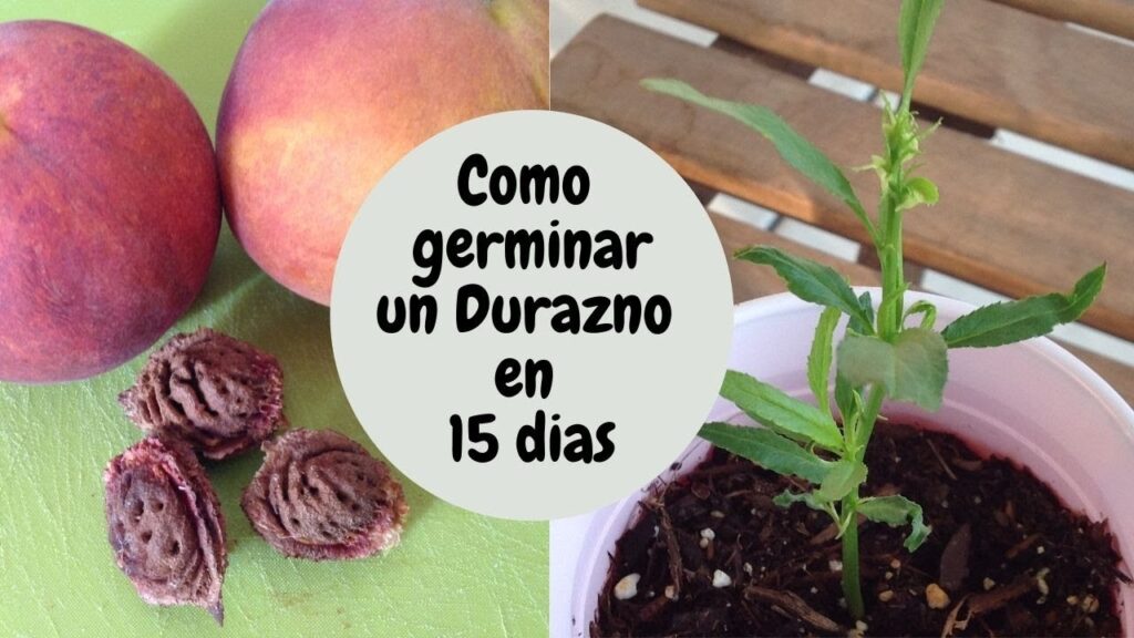 Cuánto tiempo duran los huesos de durazno para plantar