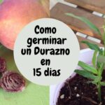 Cuánto tiempo duran los huesos de durazno para plantar
