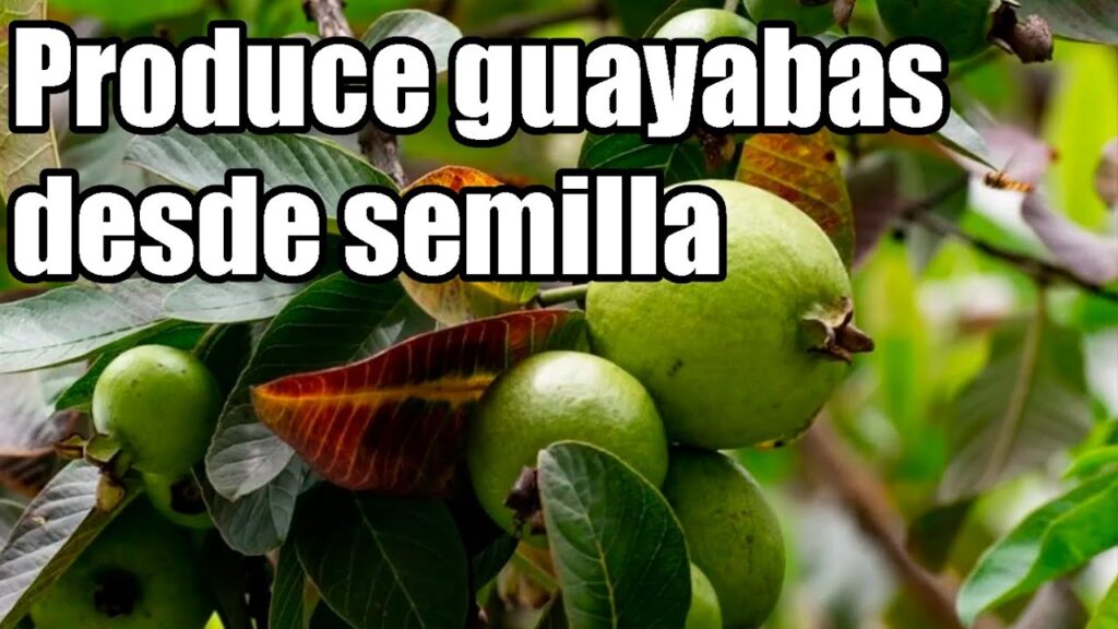 Cuánto tiempo tarda un árbol de guayaba en dar frutos