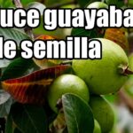 Cuánto tiempo tarda un árbol de guayaba en dar frutos