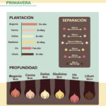 Cuánto tiempo tardan en brotar las bombillas de primavera